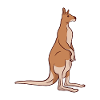 kangourou