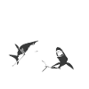 Diving sharks Funny