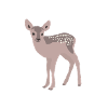 Faon