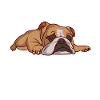 Lazy dog Nope Bulldog