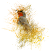 oiseau