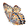 Papillon