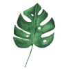 Grande feuille verte d'un monstera