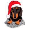 Christmas dachshund