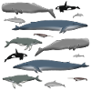 Whales