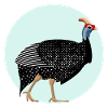 Pintade