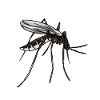Mosquito insect pests nature bloodsucker
