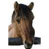 cheval Brun sans cavalier
