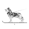 Husky