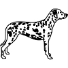 dalmatien