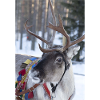 Reindeer
