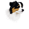 Australian Shepherd