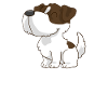 Jack Russel
