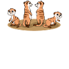 suricates