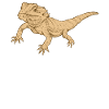 bearded dragon