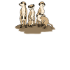 suricates