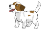 Jack Russel