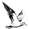 gull