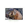Manul, nerv nicht!
