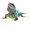iguana