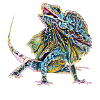 frilled lizard