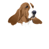 Basset Hound