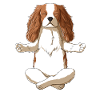 Cavalier King Charles Spaniel