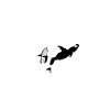 Whales - orca - killer whales