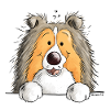 Sweet Shetland Sheepdog - Dog - Dogs - Sheltie