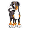 Cute Appenzeller Sennenhund
