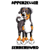 Sweet Appenzeller Sennenhund