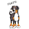 Appenzeller Sennenhund Play