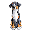 Süßer Schweizer Sennenhund