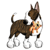 Bullterrier with Teddy