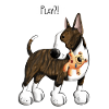 Bullterrier Play