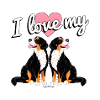 Bernese Love