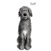 Wolfhound irlandais