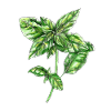 basil