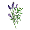 Real lavender, Lavandula angustifolia