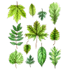 Leaves, foliage, tree leaves, foliage