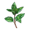 Mint, Mentha, Peppermint