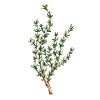 Thyme, thymus vulgaris