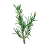 Romarin, Rosmarinus officinalis