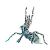 Tarantula