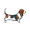 Basset Hound