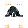 Basset Hound