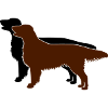 2 Flat Coated Retriever