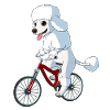Dog Poodle On A Bicycle