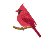 Northern Cardinal