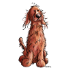 Setter irlandais rouge